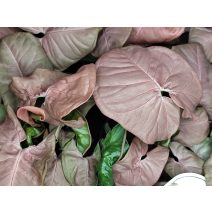 Nyíllevél - Syngonium podophyllum