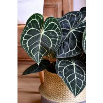 Kristályos flamingóvirág - Anthurium crystallinum