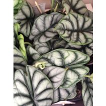 Alocasia