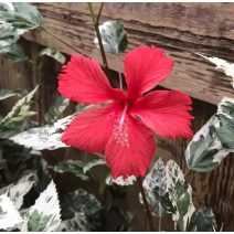 Hibiszkusz (szobai) - Hibiscus
