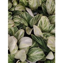 Filodendron - Philodendron